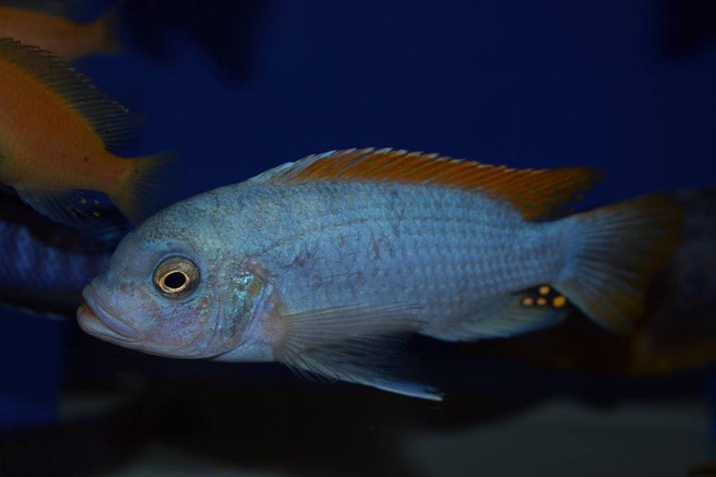 Maylandia mbenjii 'Mbenji Island'